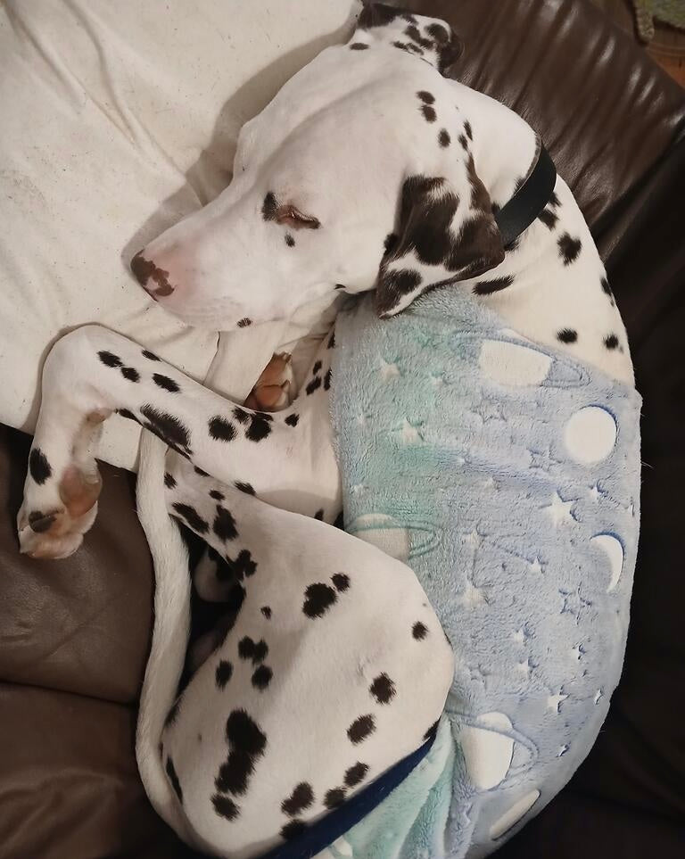 Nightwear Glow In The Dark Night Sky Dog Coat