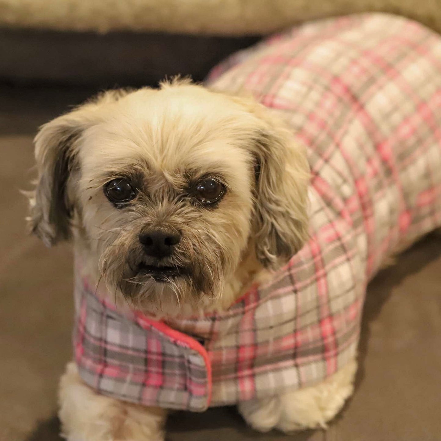 Daywear Pink and Grey Tartan Dog Coat
