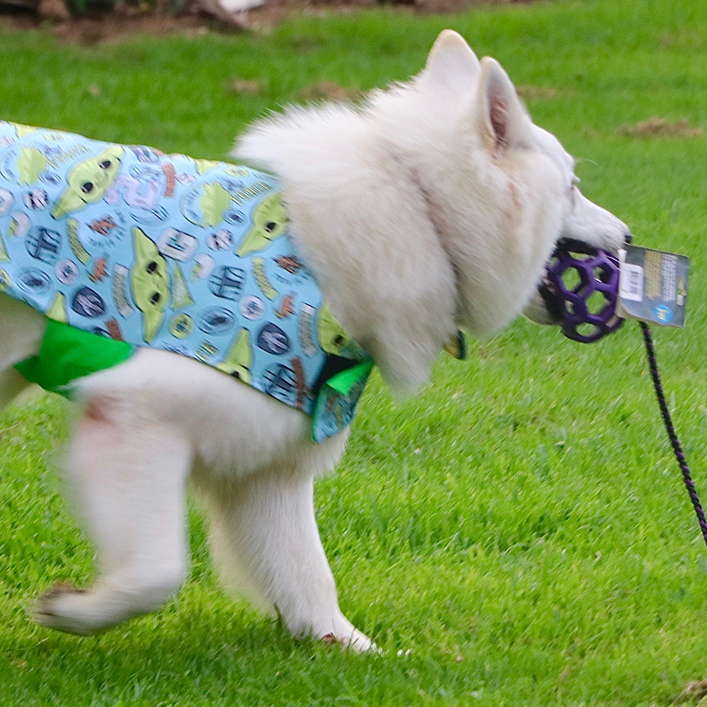 Rainwear Groguu Dog Rain Coat