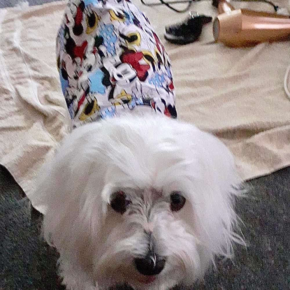 Rainwear Minnie Red Dog Rain Coat