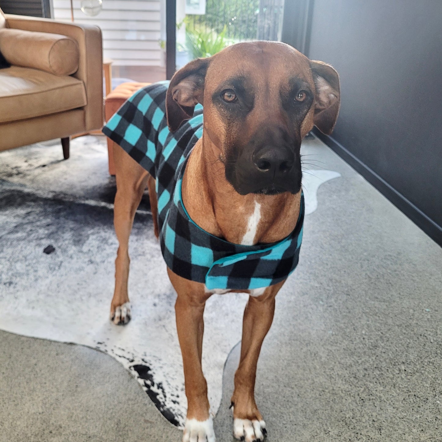 Daywear Teal and Black Check