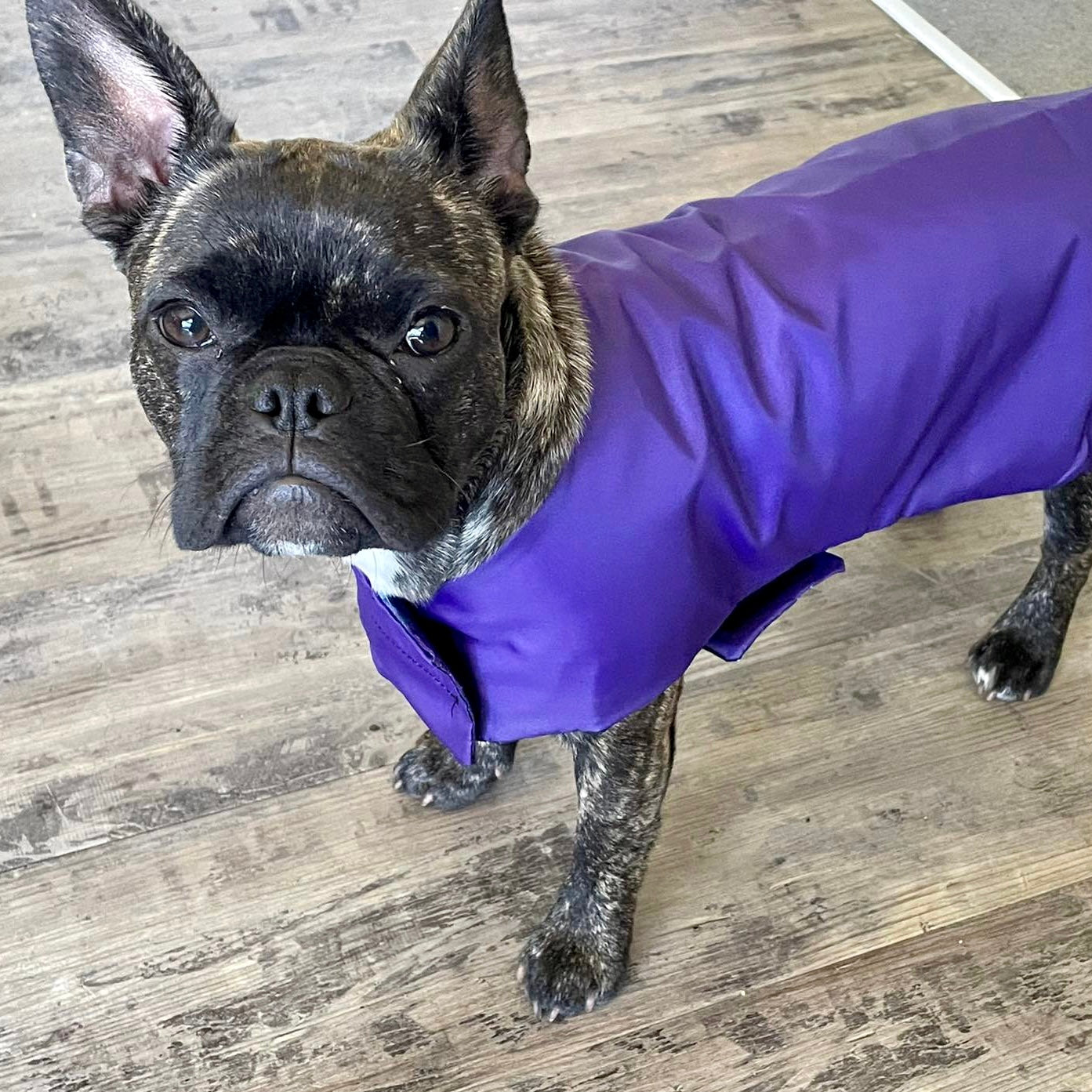 Rainwear Purple Galaxy Dog Rain Coat