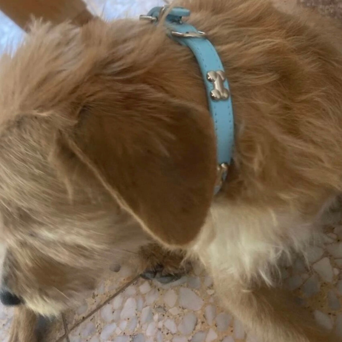 Blue Bone Decor Dog Collar