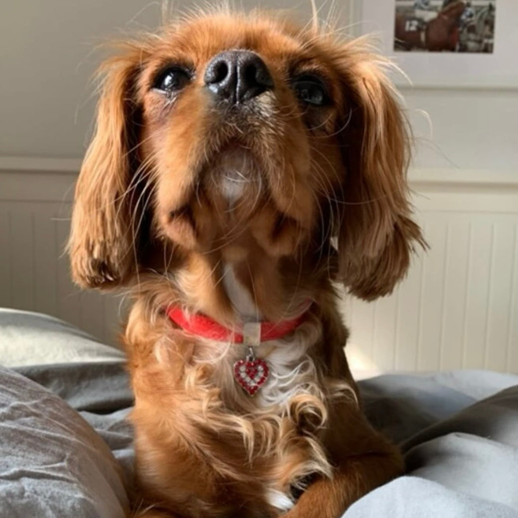 Red Heart Dog Collar