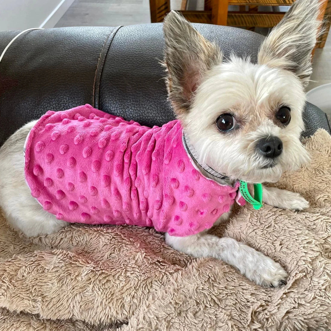 "Snuggle Up with Snoodle Dog Nightwear: Why Your Furry Friend Needs a Set!"