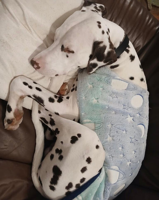 Nightwear Glow In The Dark Night Sky Dog Coat