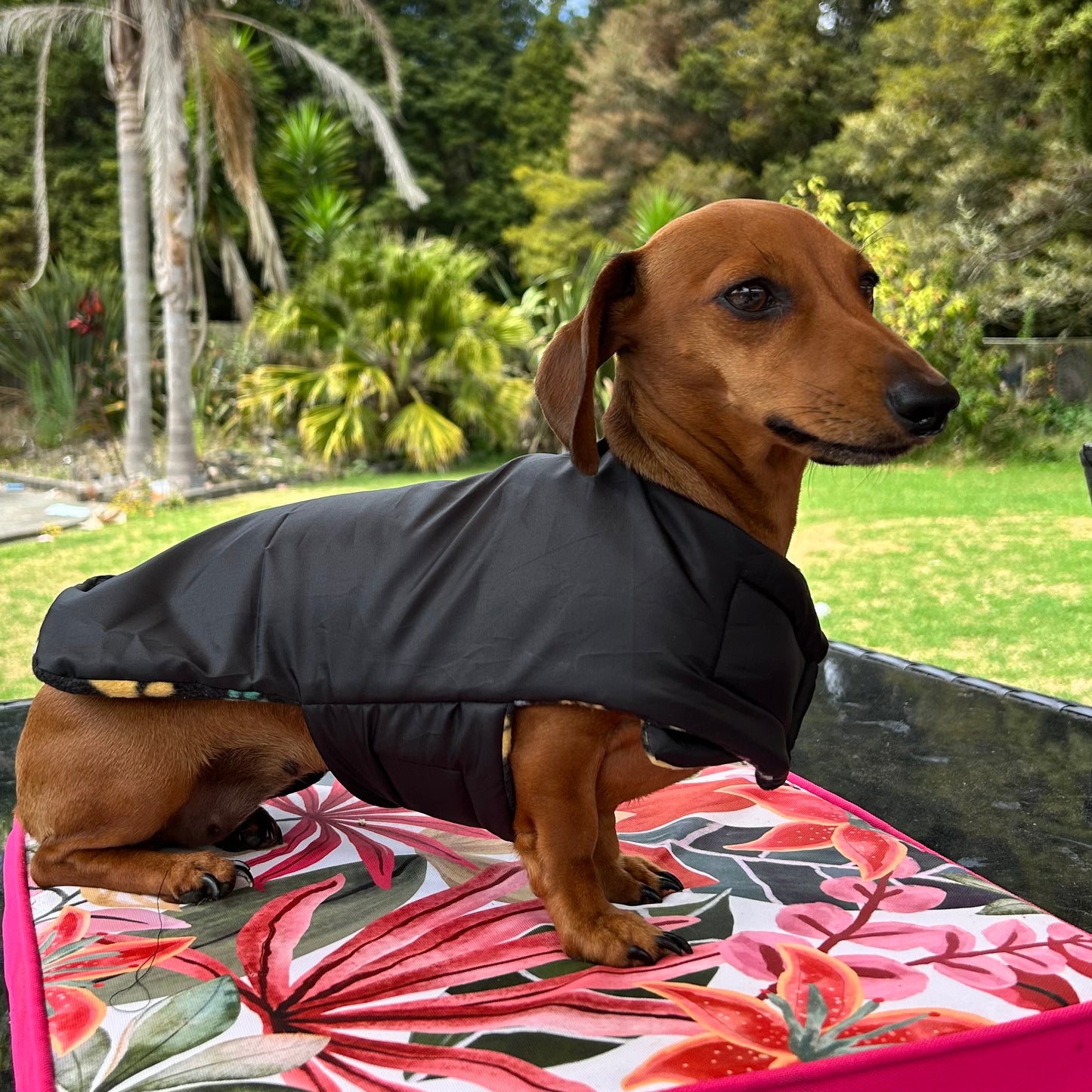 Rainwear Puffer Rainbow Paw Print Dog Jacket