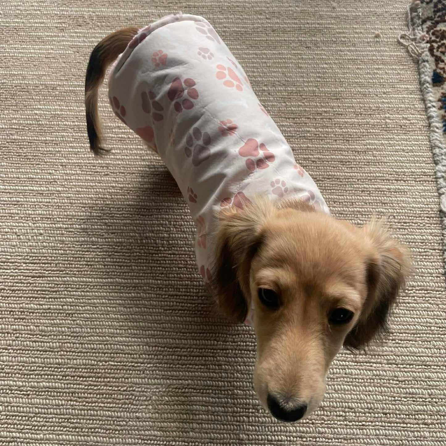 Deluxe Rainwear Paw Dog Rain Coat