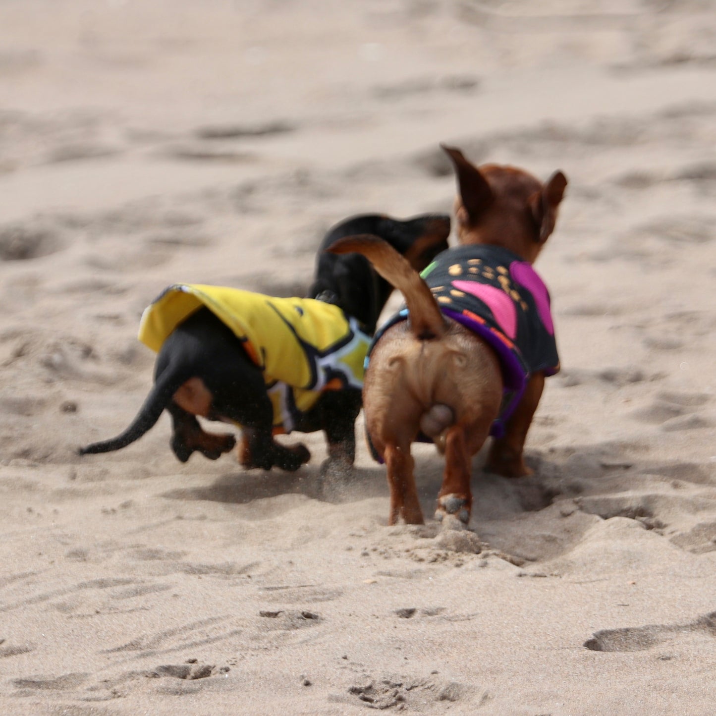 Beachwear Paw Print Towel Dog Coat