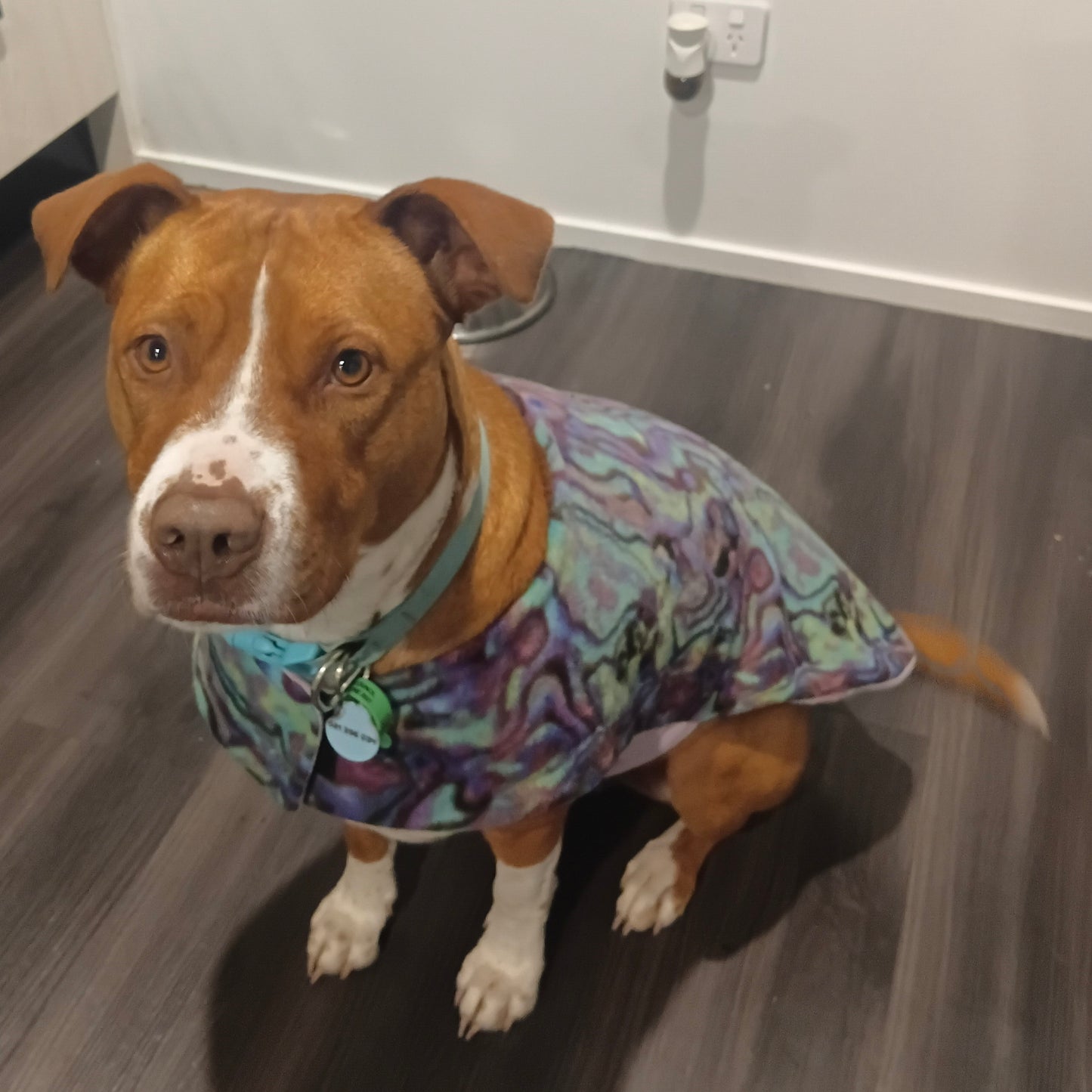 Daywear Paua
