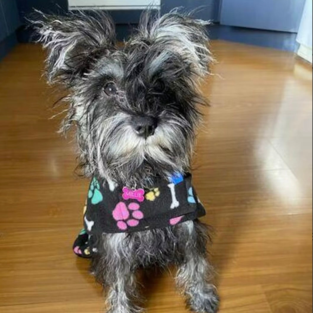 Rainwear Puffer Rainbow Paw Print Dog Jacket