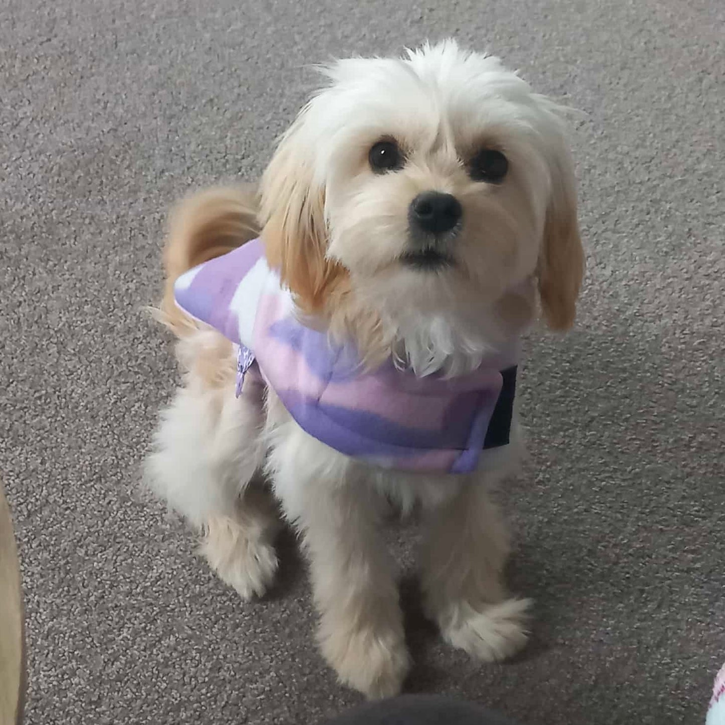 Daywear Pink and Lilac Camo Dog Coat