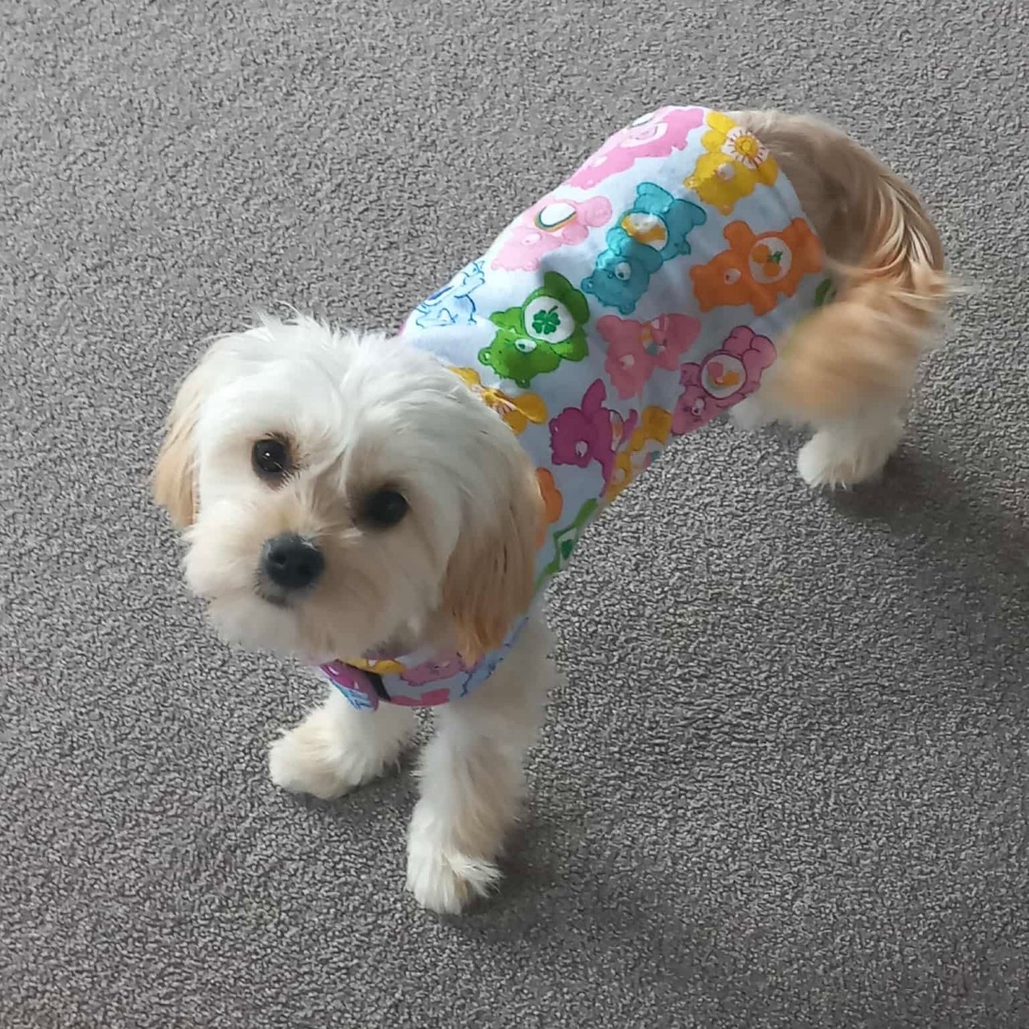 Daywear Care Bear Dog Coat