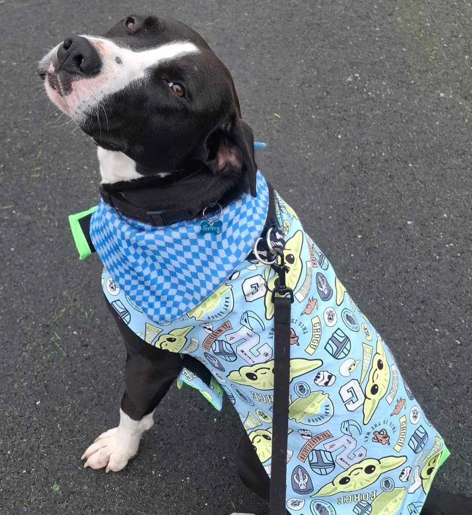 Rainwear Groguu Dog Rain Coat