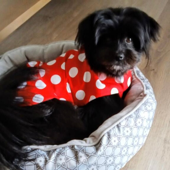 Rainwear Red Polka Dot Dog Rain Coat