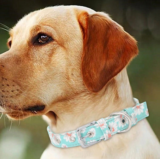 Daisy and Teal Dog Collar