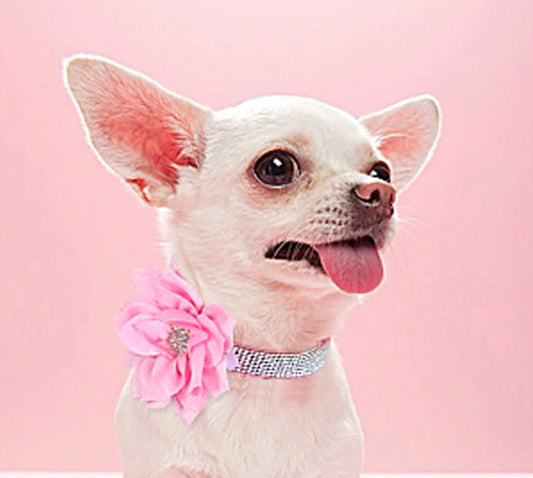 Rhinestone Pink Dog Collar With Flower Accessories