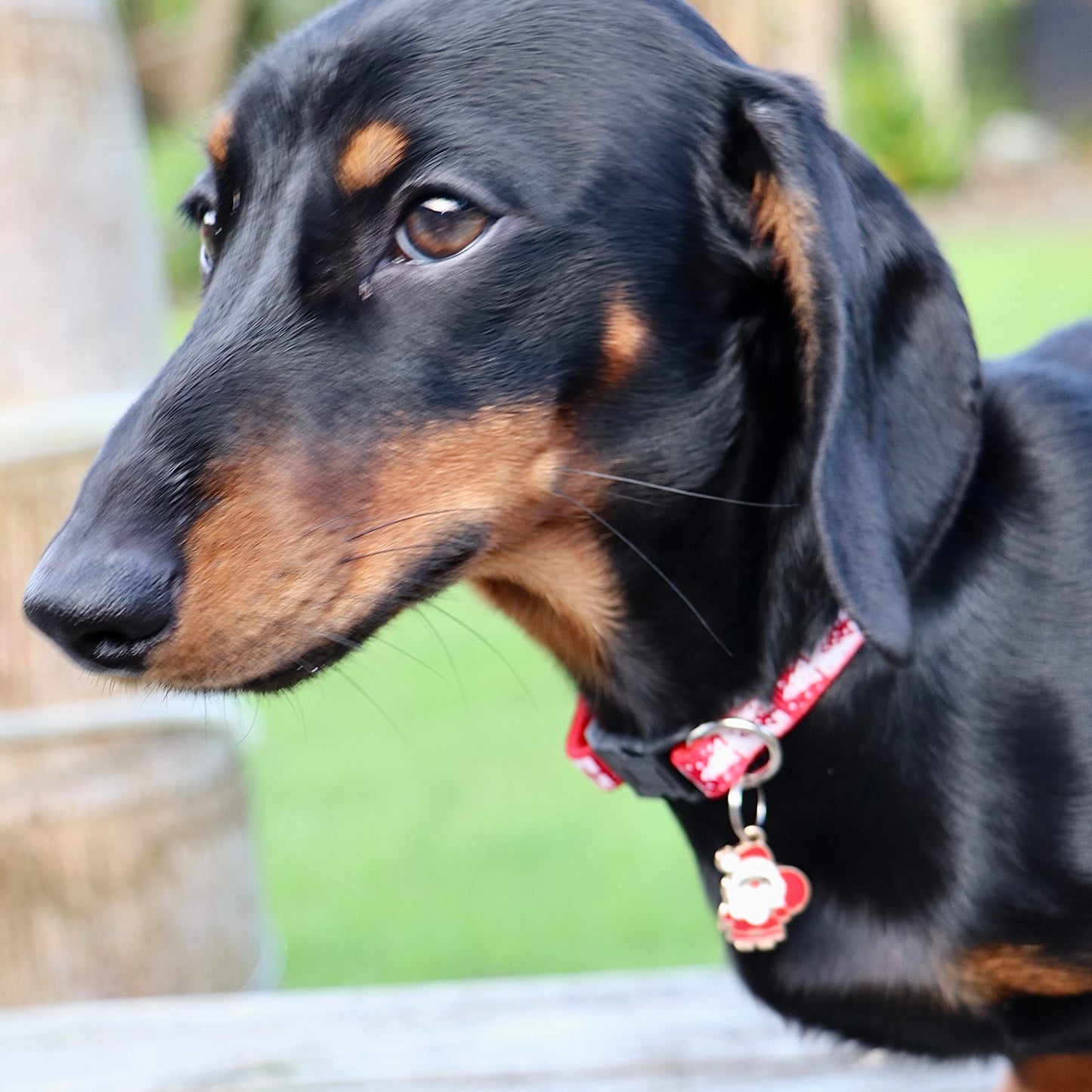 Christmas Collar Red with FREE Santa Charm