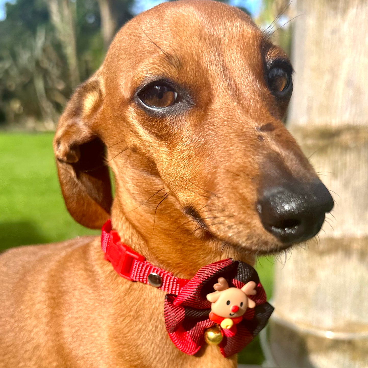 Christmas Bow Tie Dog Collar With Bow and Reindeer Decoration