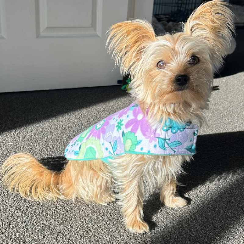 Daywear Bright Teal Flower Dog Coat