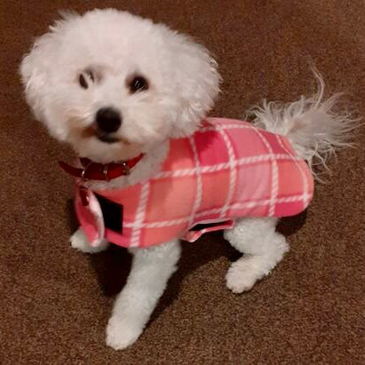 Red tartan hot sale dog coat