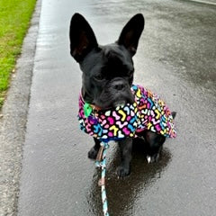 Rainwear Pink Pattern Dog Rain Coat