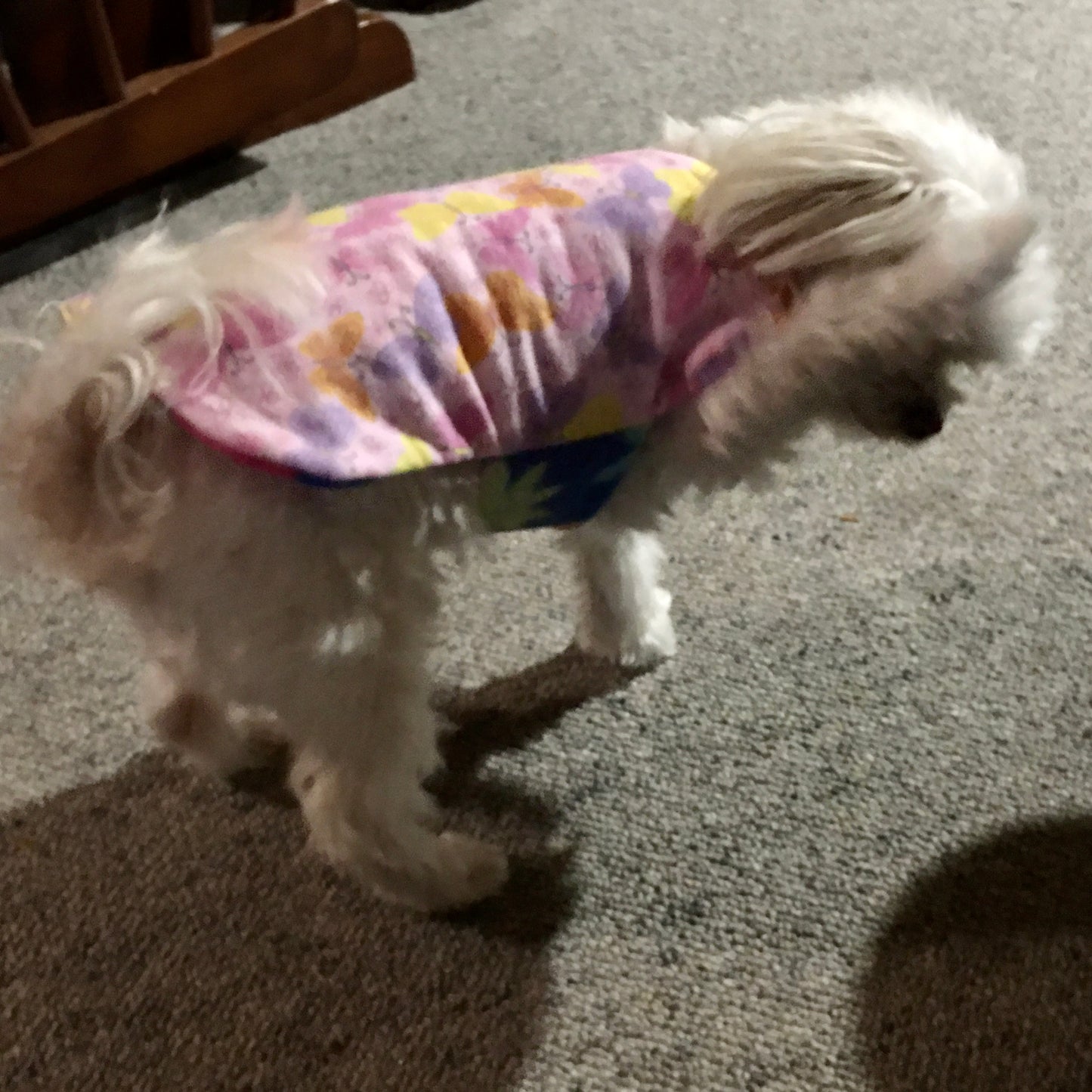 Daywear Butterflies and Flowers Dog Coat