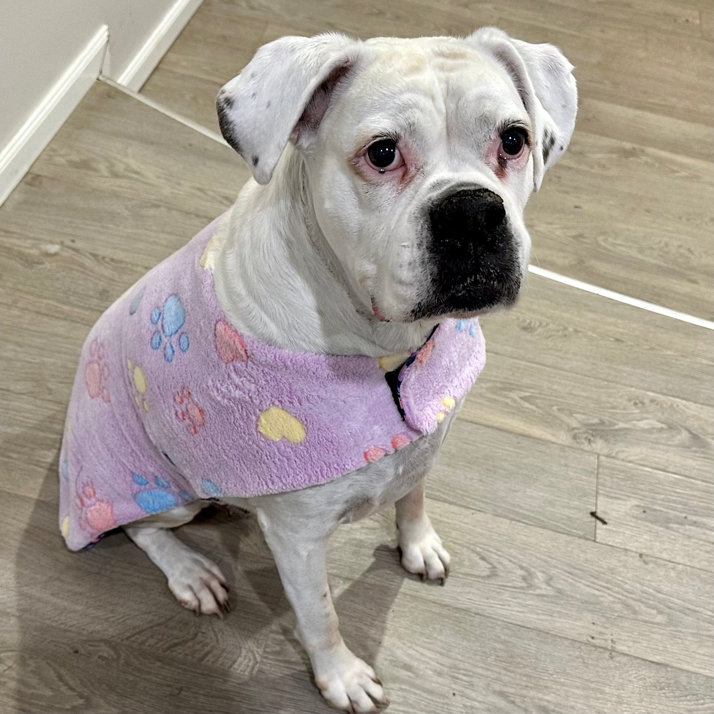 Nightwear Lilac Fluffy Dinosaur Dog Coat