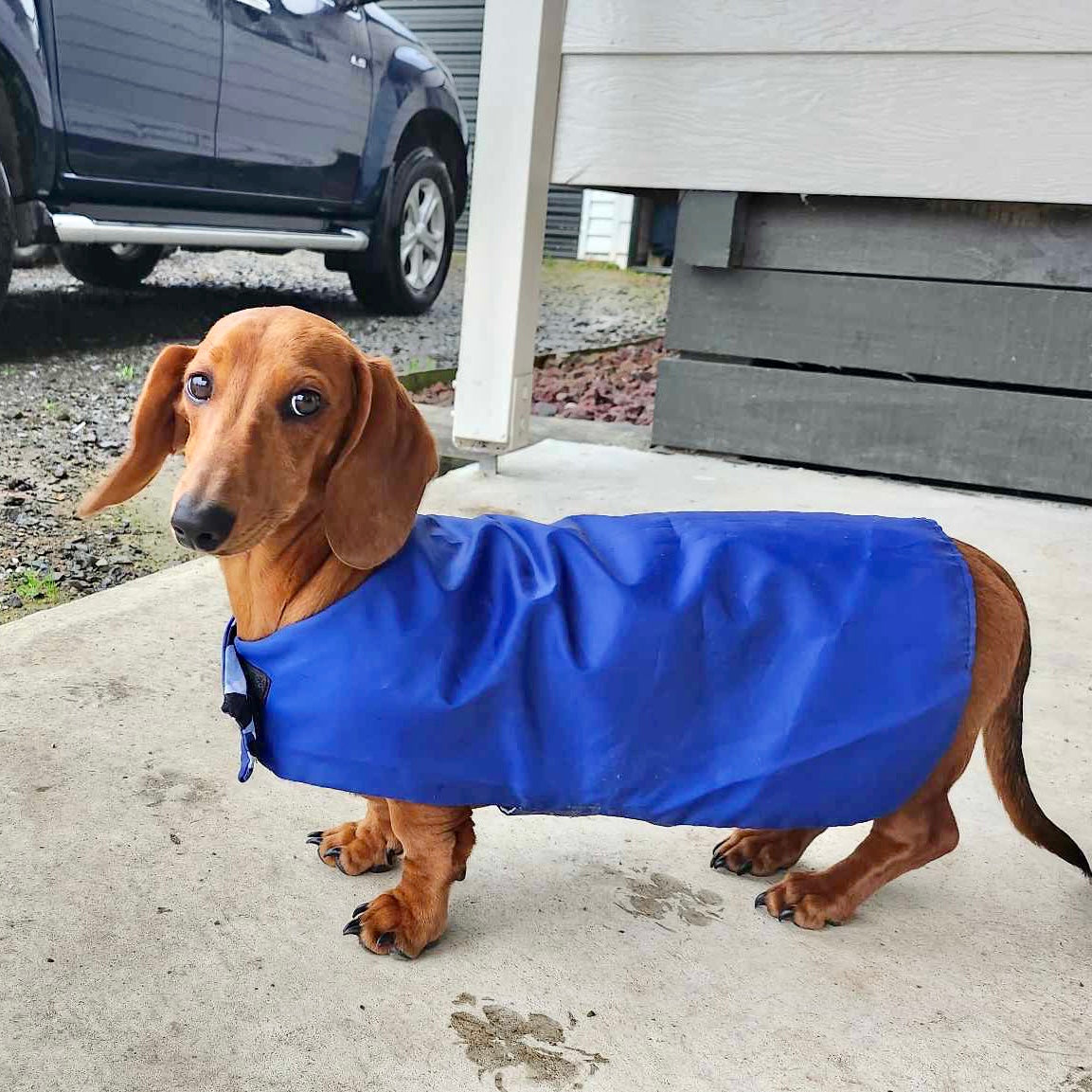 Rainwear Navy Camo Dog Rain Coat