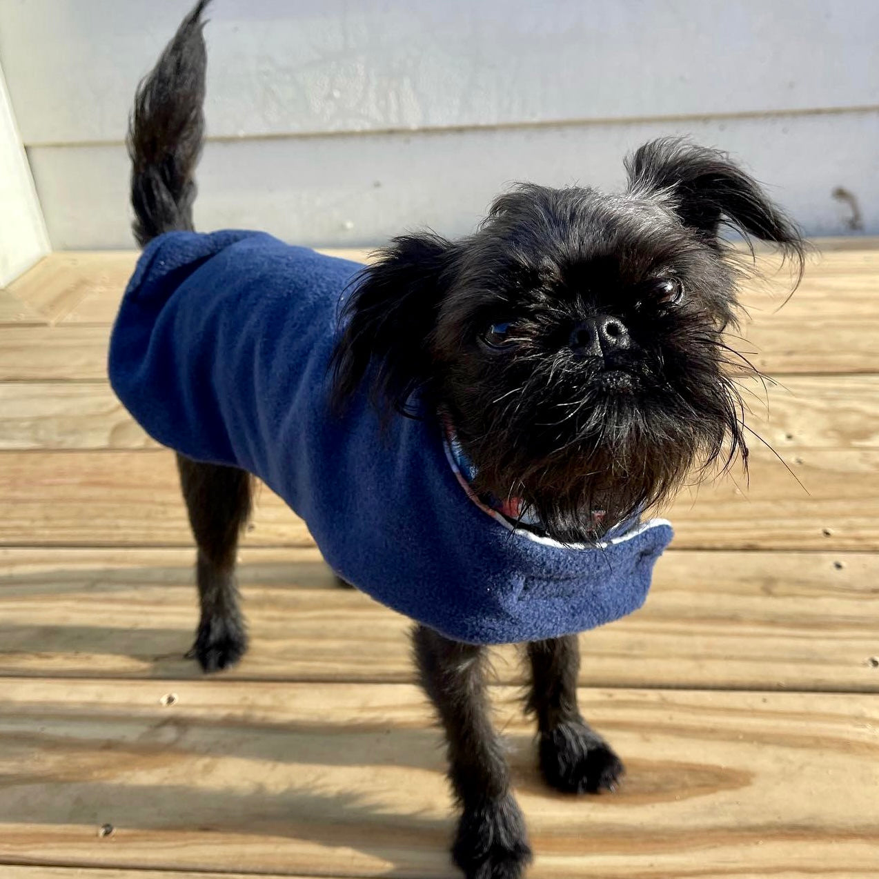 Snoodle Daywear Blue Mixed Dogs