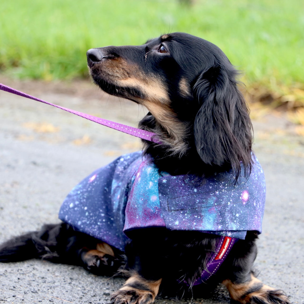 Rainwear Purple Galaxy Dog Rain Coat Snoodle