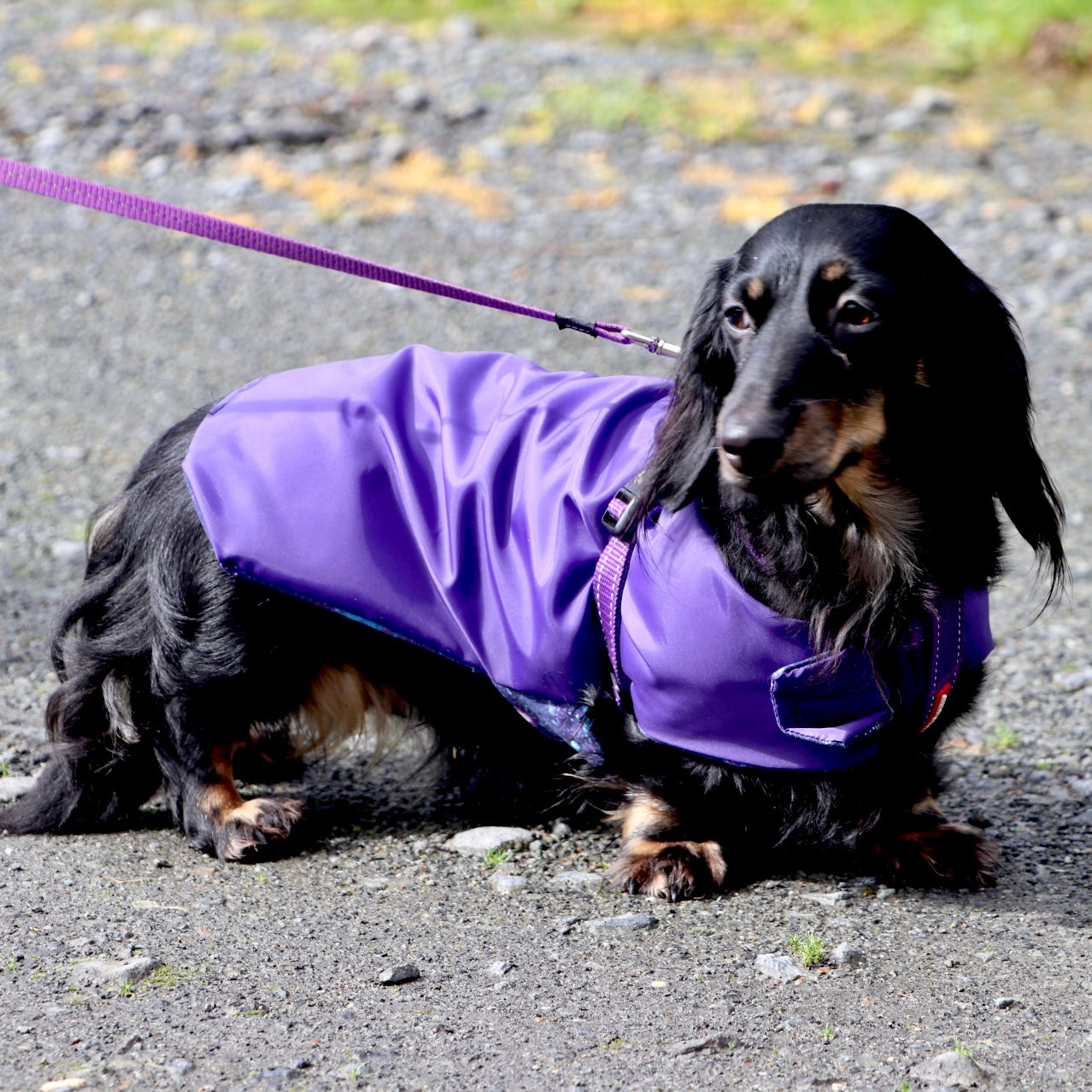 Purple deals dog raincoat