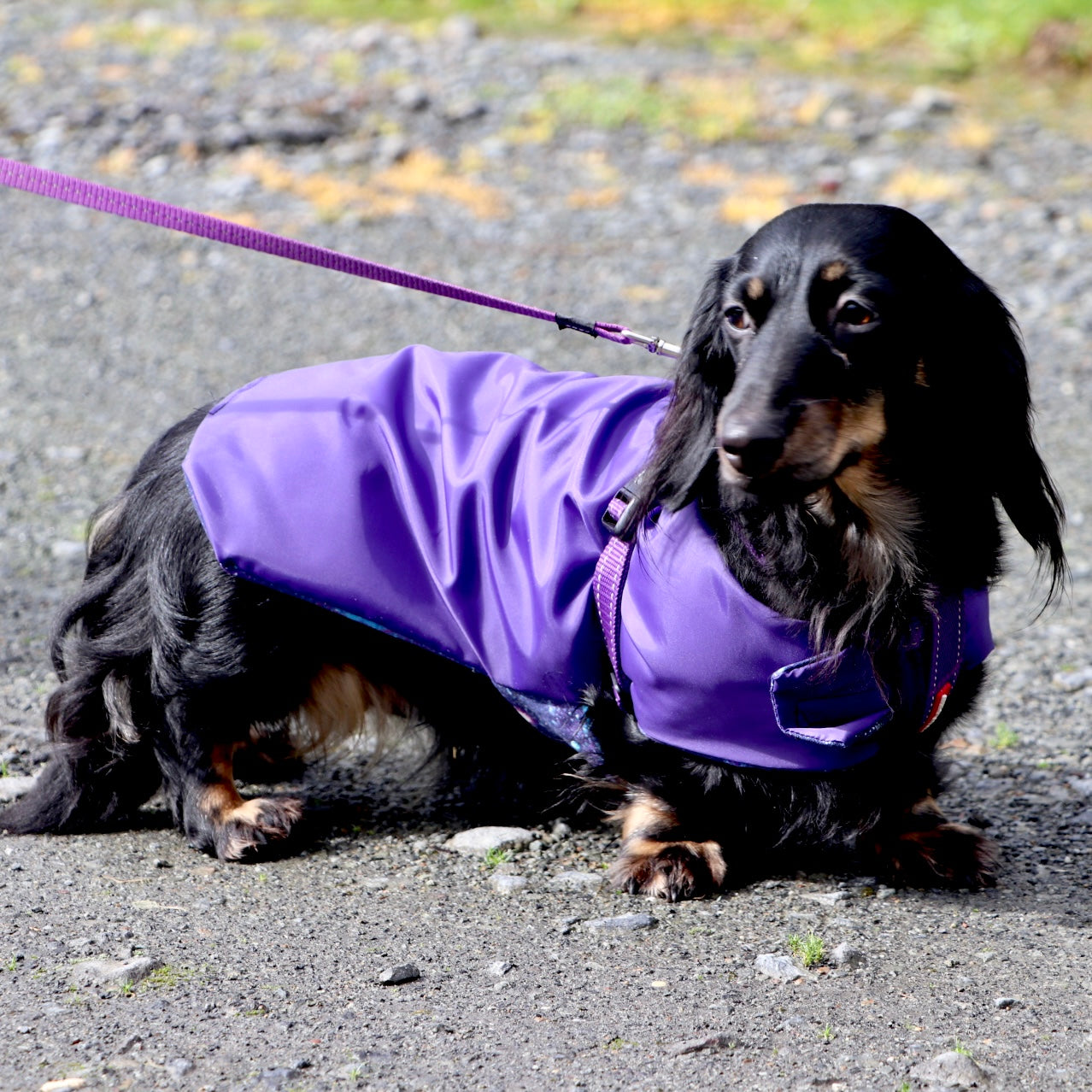 Rainwear Purple Galaxy Dog Rain Coat