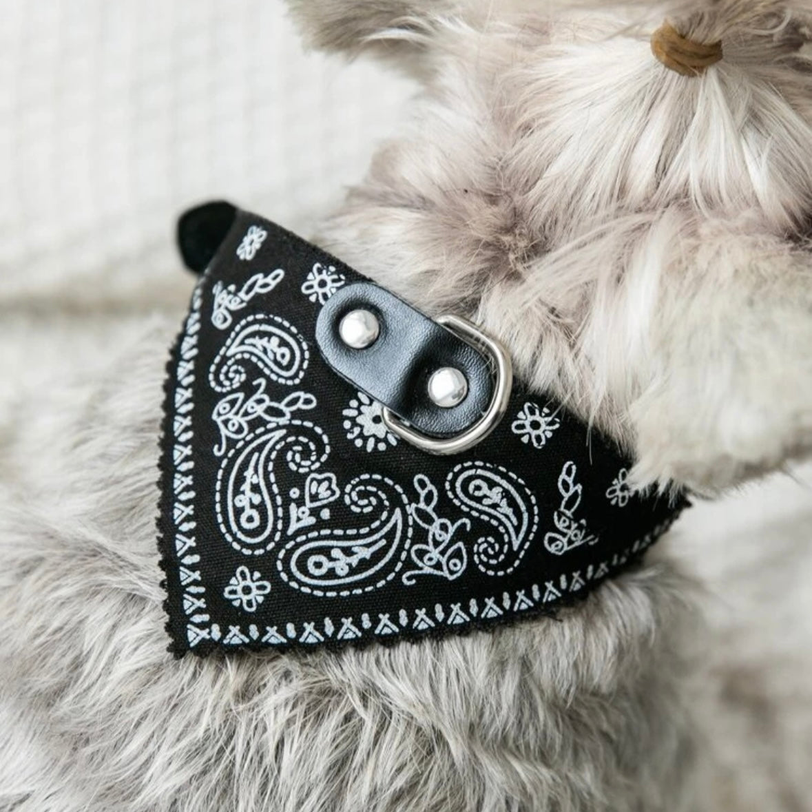 Black and White Paisley Print Pet Bandana Collar