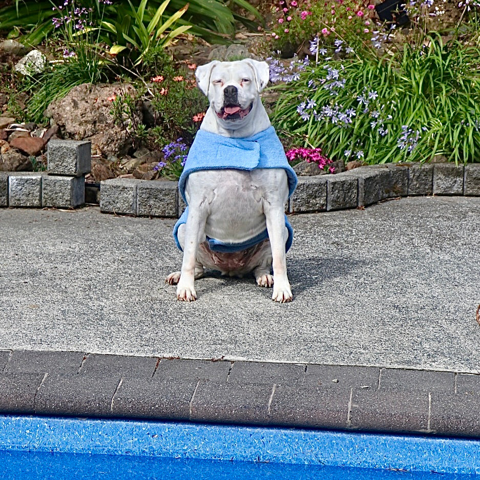Grey dog coat hotsell