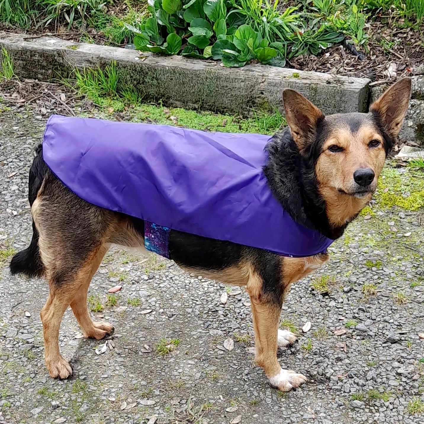 Rainwear Purple Galaxy Dog Rain Coat