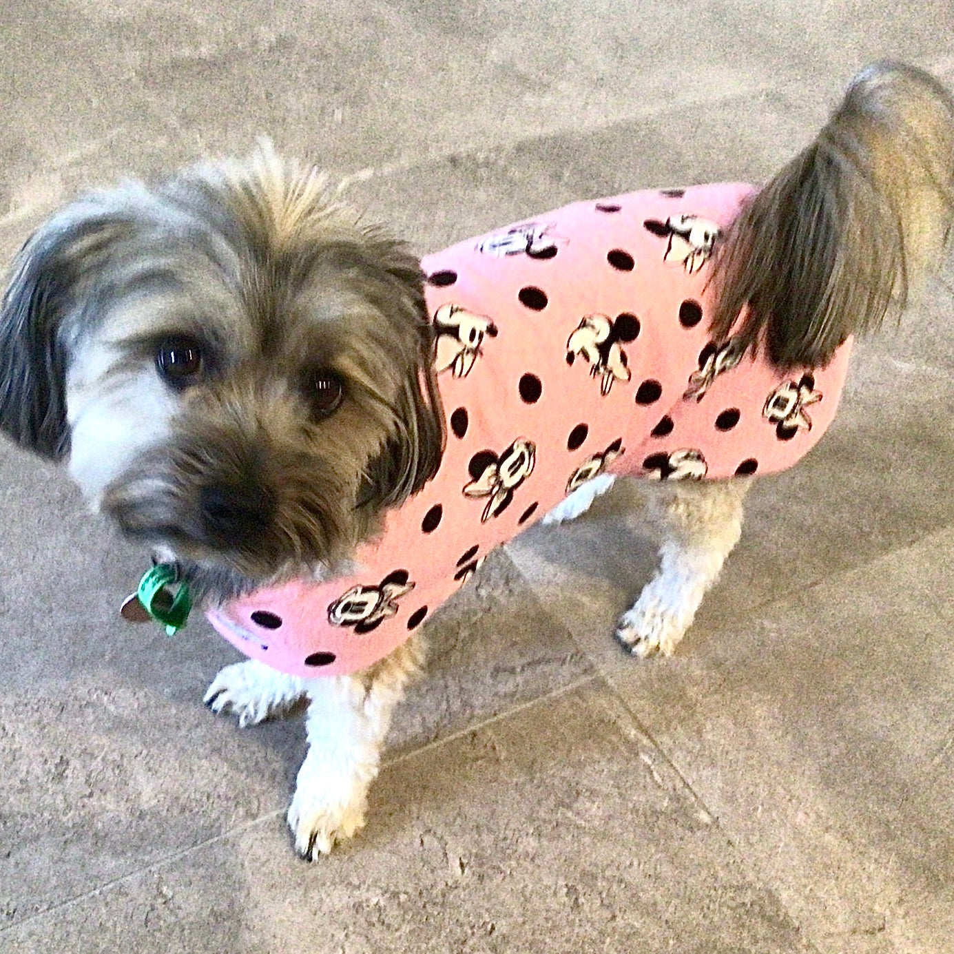 Minnie mouse sale dog outfit