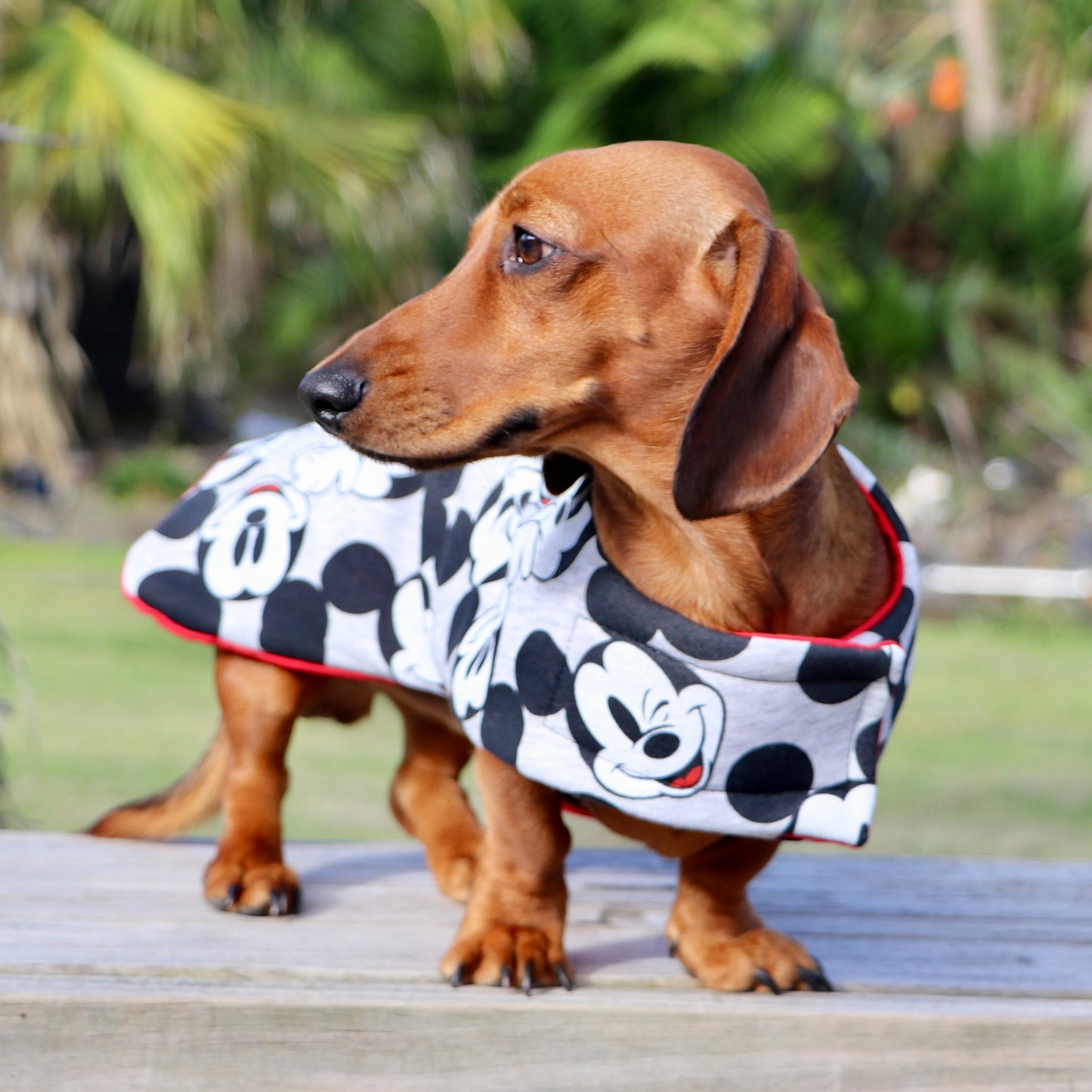 ActiveWear Micky Mouse Dog Coat