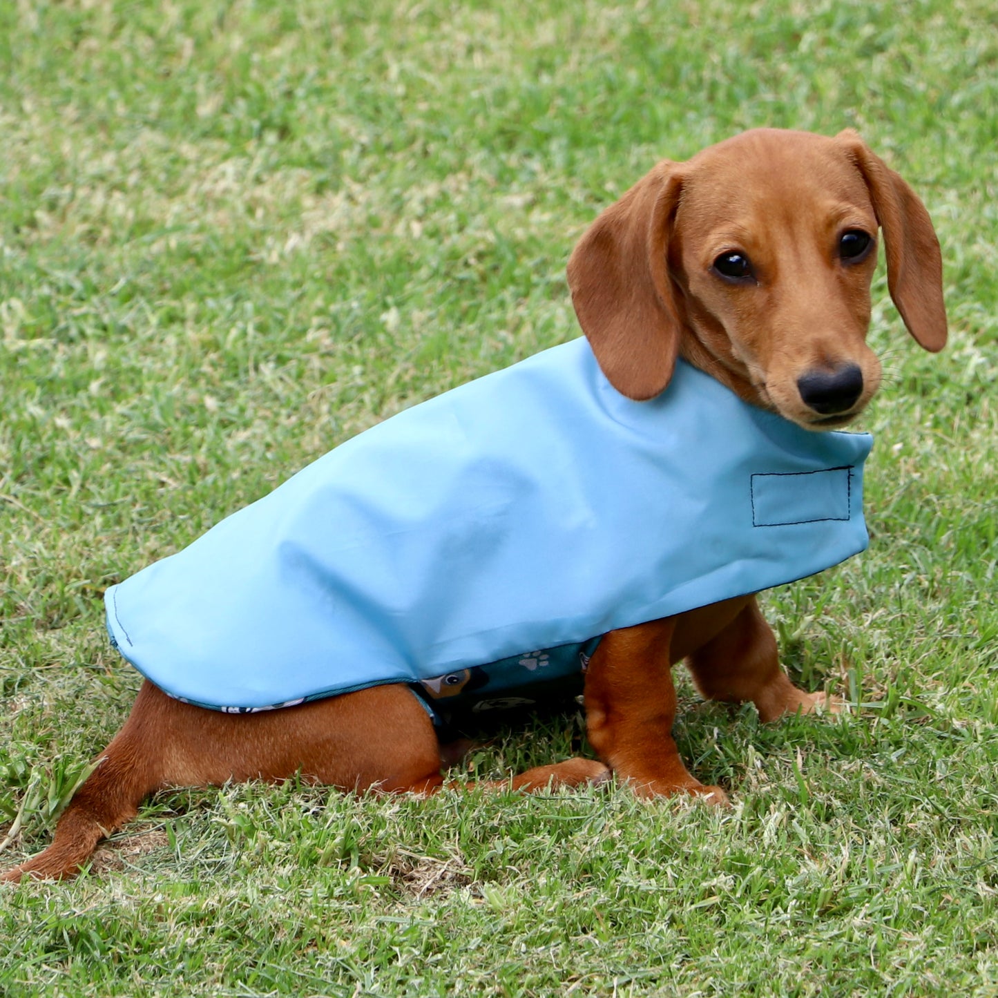 Rainwear Light Blue Dog Rain Coat