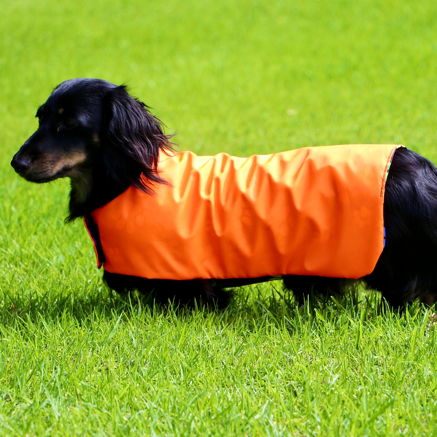 Rainwear Bright Orange Pawprint Dog Rain Coat