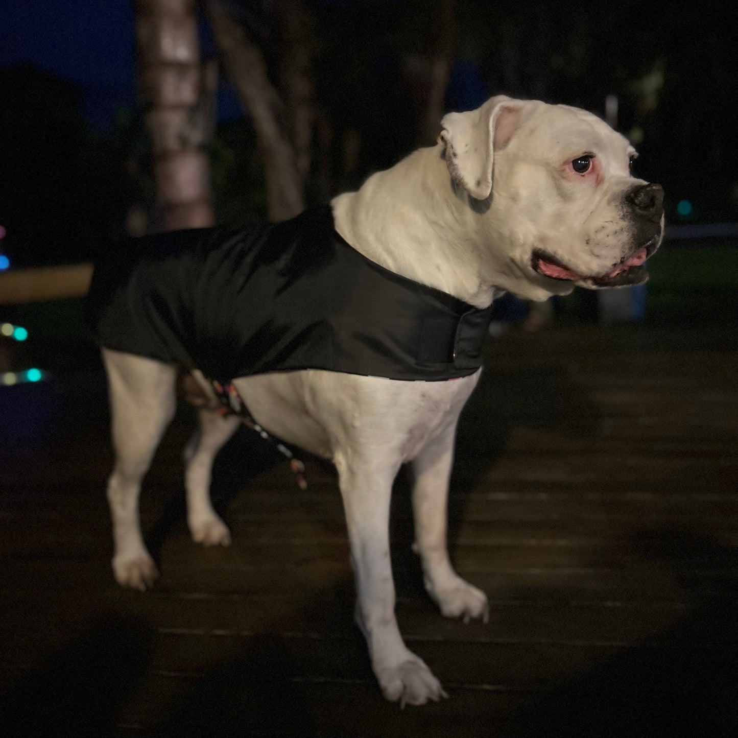 Rainwear Black Space Dog Rain Coat